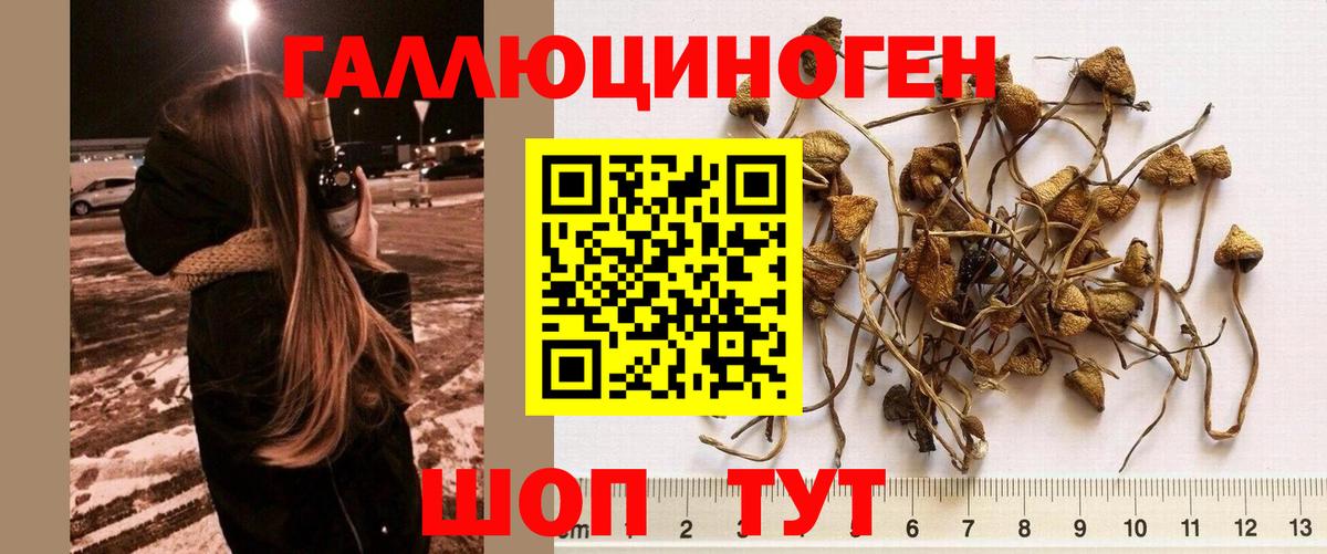 Дубна  Псилоцибиновые грибы мухоморы  Вход с VPN 